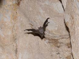 Bat image
